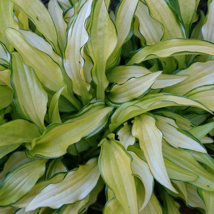 C7fd2051 3c63 43e9 b435 3bf94f885352