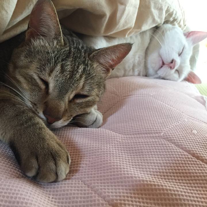 C805d608 7a33 4b72 854e 6de78985a460