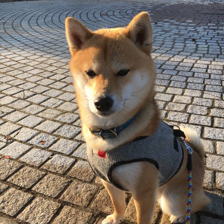 C8095c94 25c4 45e8 b5d3 3e2af8b0fc8c