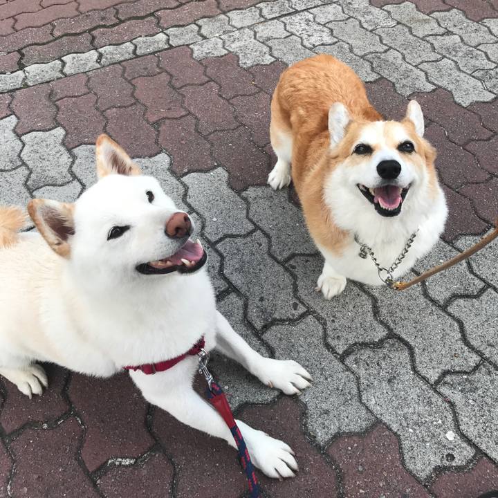 C80a2a64 ce00 447c 8b54 d55281c41502