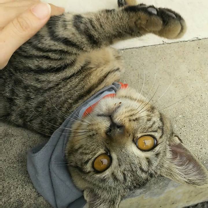 C80a88f0 e4b7 4a44 a25e 2b6c8c4d9cdd