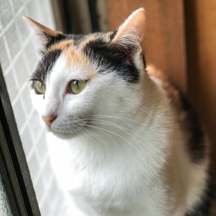 C80d08d6 73f2 4f33 a1f2 62bd1ef1dd08