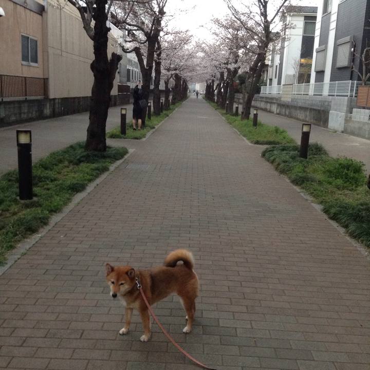 C80e3ba3 bfe5 4006 aafd 2547b8d531ce