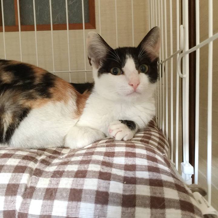 C8186fcc 4e69 47ba b019 168f98b72a83