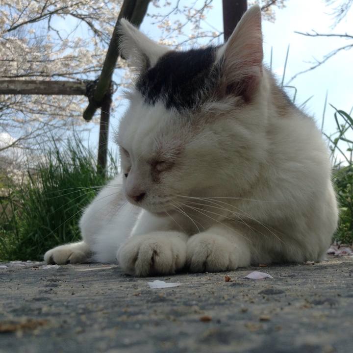 C818d87c 1ad4 446f 8324 b66fab0a6ce8