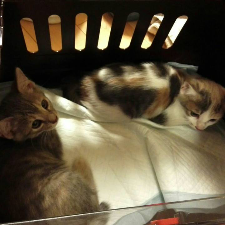 C823085d 9b3c 460a b21d 06f8e3a38d9b