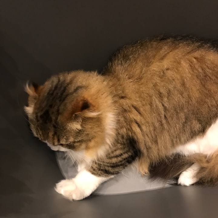 C82cf1b1 869c 4b2b bd4e 8c692899762b