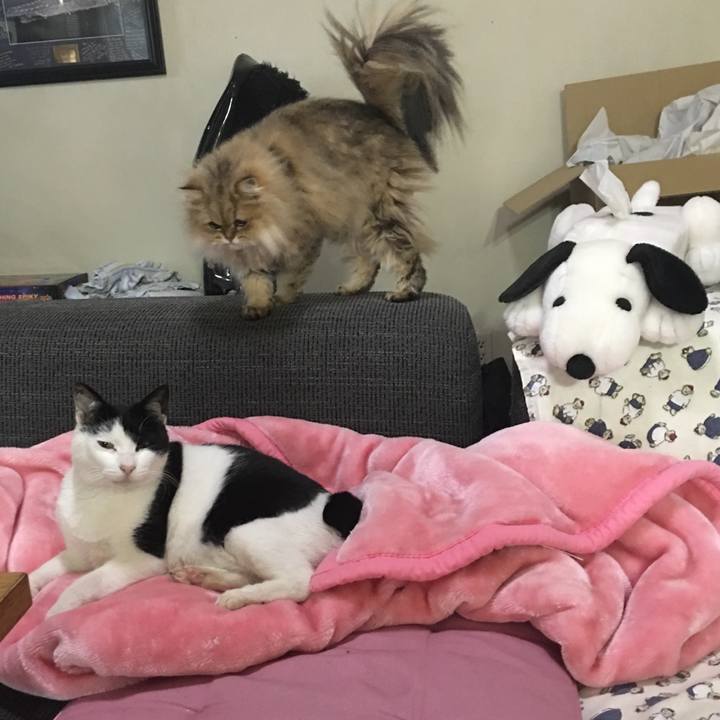 C82dc754 b377 48ba bd73 5fa3a9da83e8