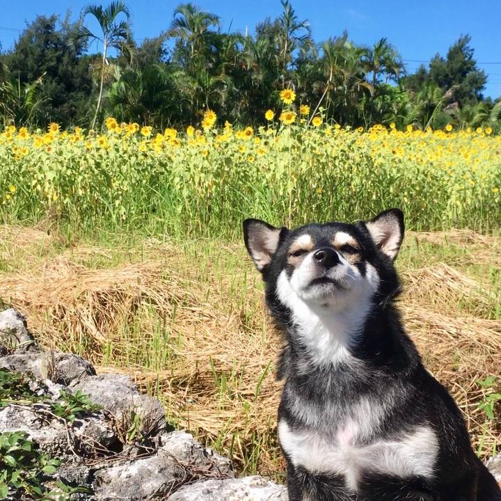 C82e37f9 55dd 43ff aa6a 0e028861b95e