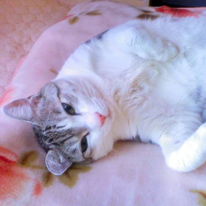 C832476d 3440 4fdf bf12 82402e7a4ae0