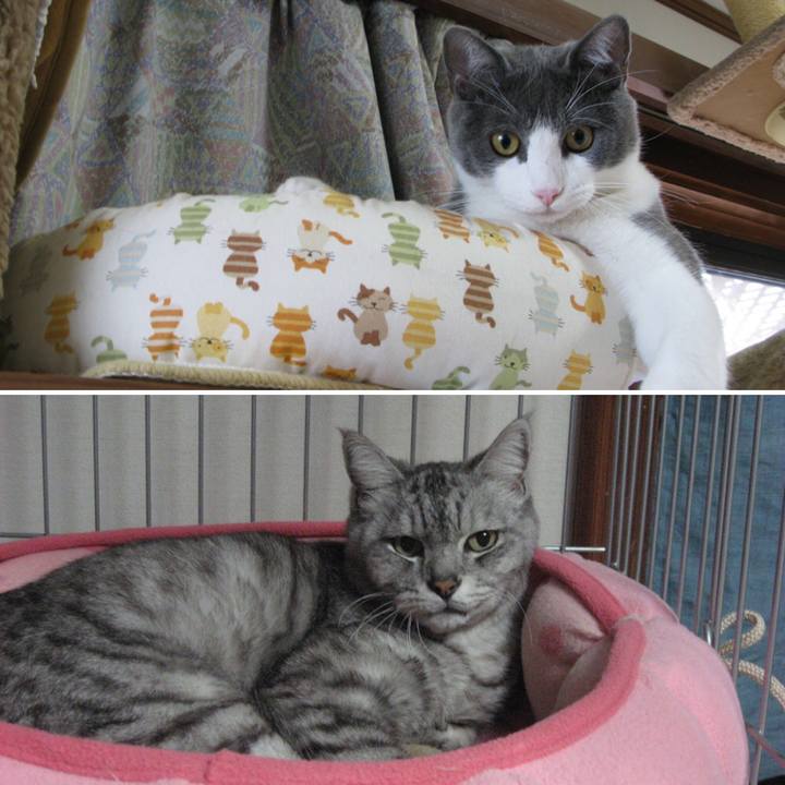 C83d47ab ca15 4b41 a09f 5410ff788ed3