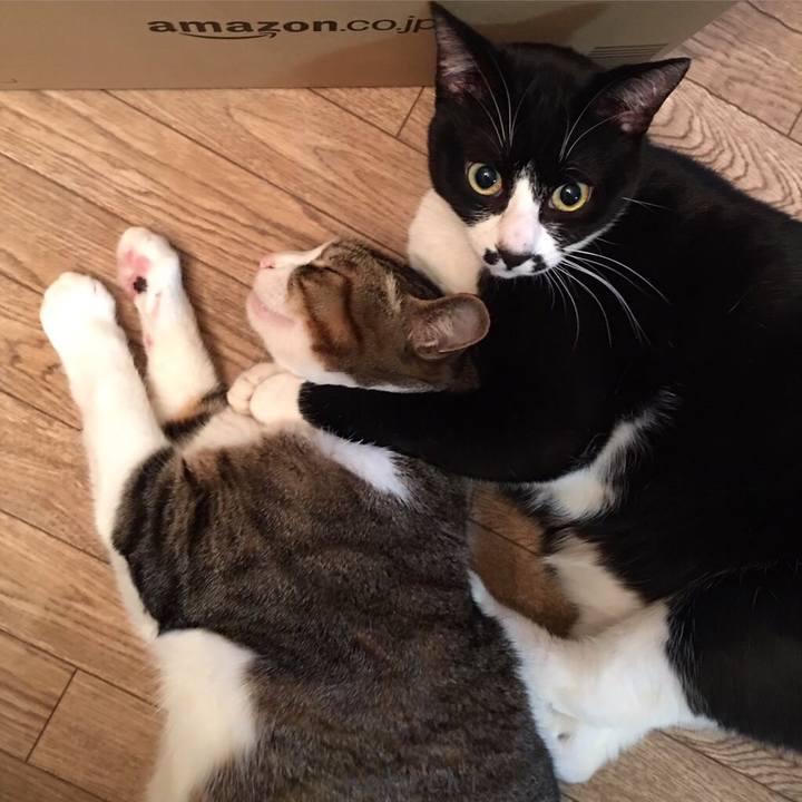 C83fb1dc 16b2 41a8 8456 55fdacf00607