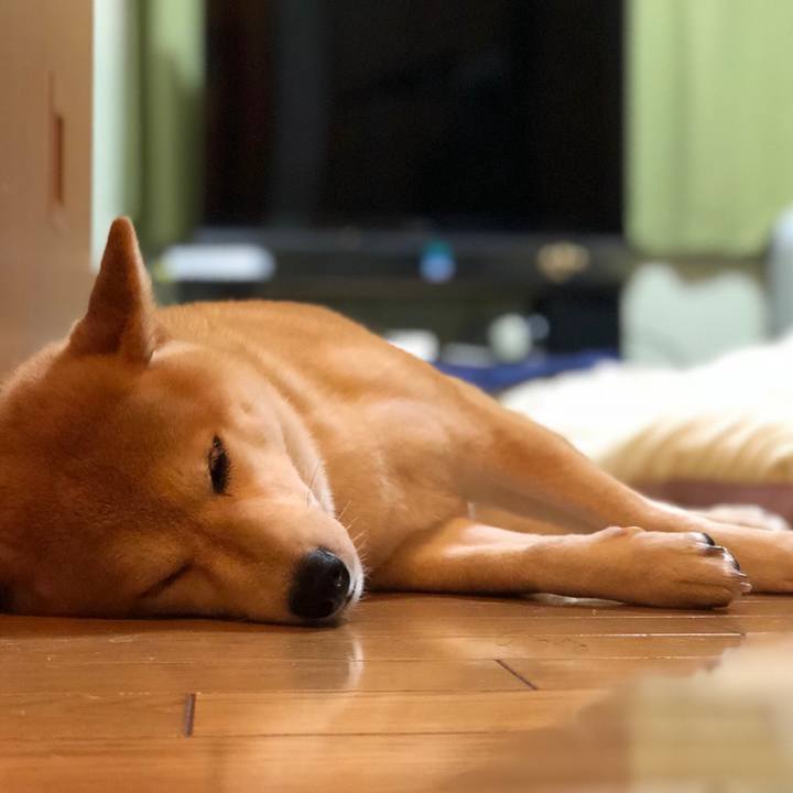 C8446a4a 61ce 45ff 951b 2116cf9e2819