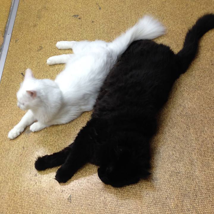 C8528172 9762 4e9a b61e e1cc9003d4a9