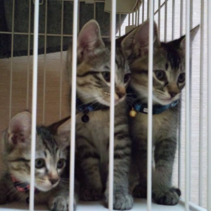 C85480fd 0716 4b2d 90b9 6aab02348051