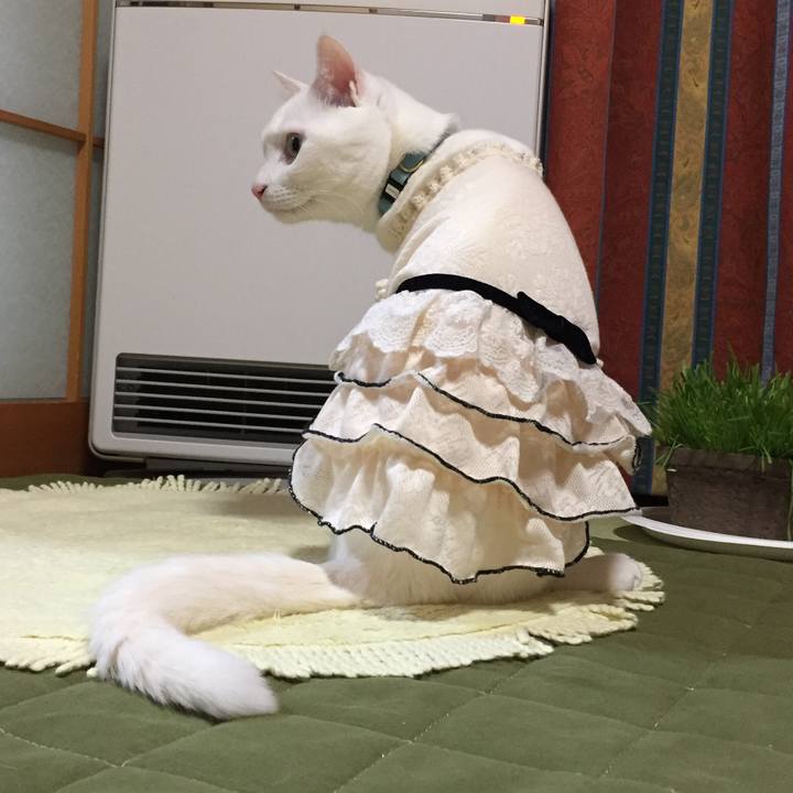 C8551ff6 abcd 46b9 a684 59f1821c6eca