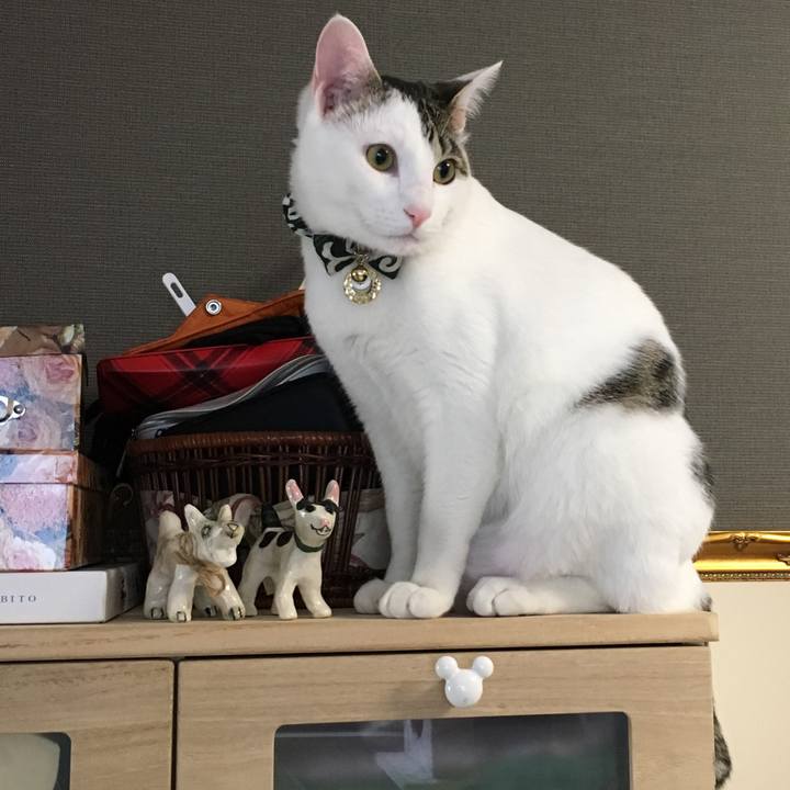 C85a636f 70ee 4b8d b4dd cf60923c05f9