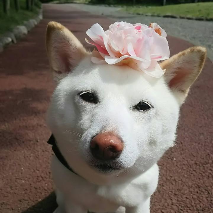 C86a2ed4 d54a 4a19 85d4 b36704f93c17