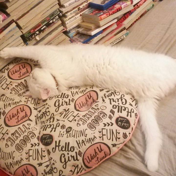 C86f8a7a f2ed 4d96 8f77 4e5126a0938b