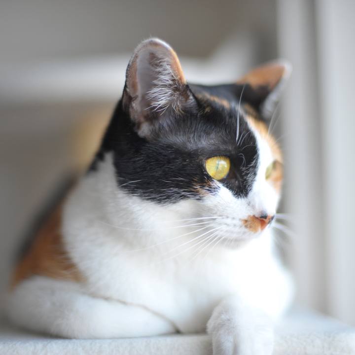 C87c0e56 1656 4031 a5ff b4a16cb6dd0b