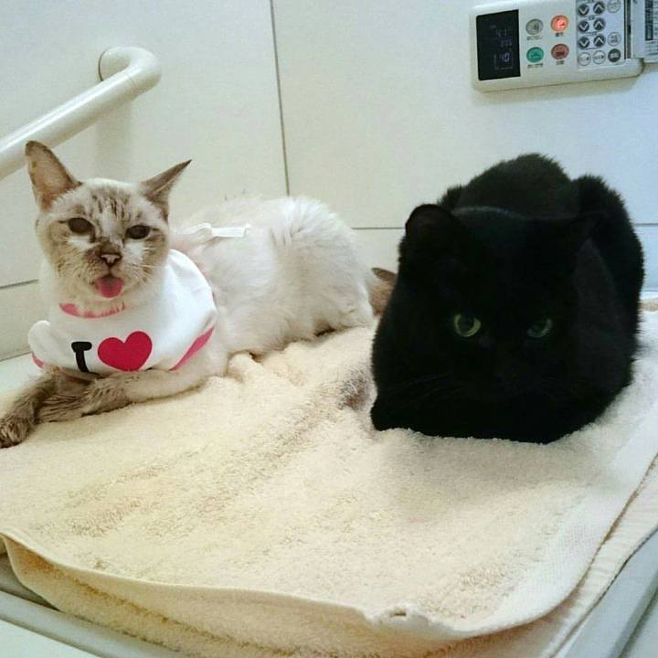 C88113b1 fcc8 4aea 9e08 3de32594cad0