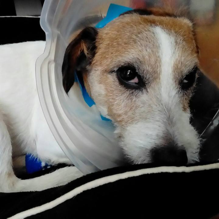 C882a1a4 3ca2 4c84 adf7 a8d2d9f393b2