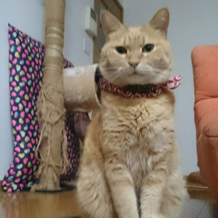 C88c3c56 854a 4d28 b5cf f1f80dd9dc18