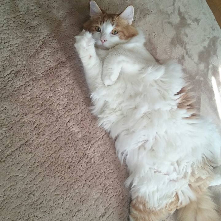 C88fe980 903e 4959 88f4 34179d73ae18