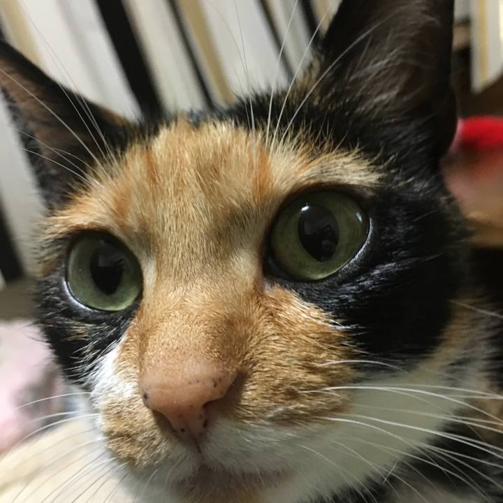 C89a4e1a d99e 46cd aaac 88745a865fb8