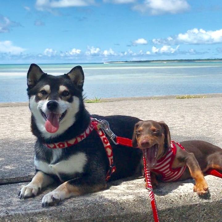 C89c6f1a 73cc 49f6 80df a3ef7a0150a1