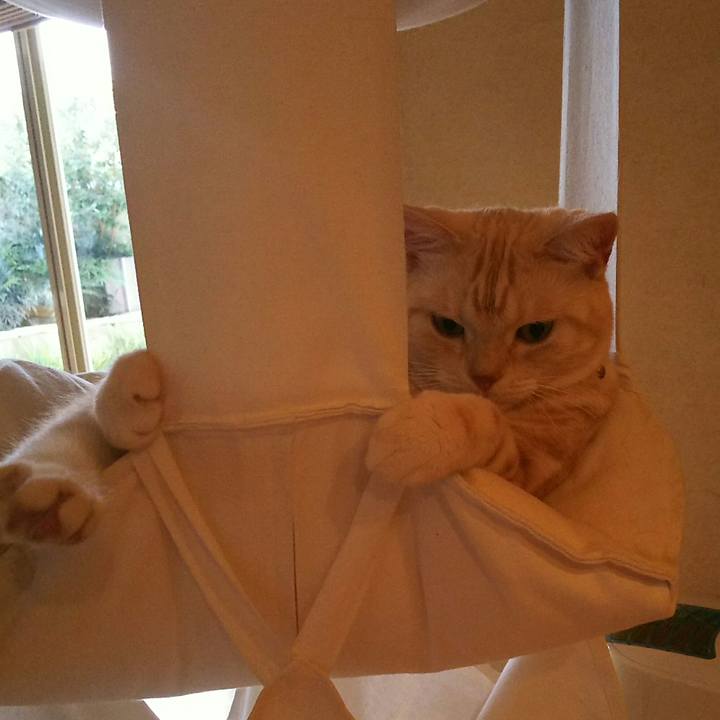 C89cabce b4a3 45ae 9688 2fb4e06c52bc