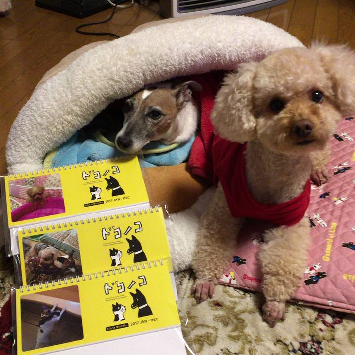 C8a15ca7 85d4 4f53 bd02 4b4045a85bdb