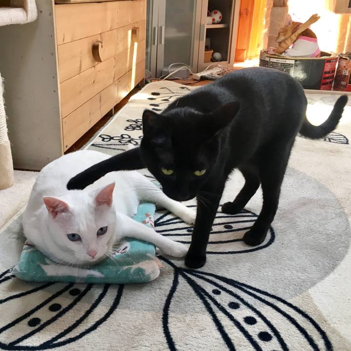 C8ad7d44 eb4f 47fe 8978 3f6f9b924352