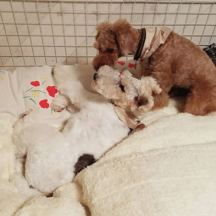 C8af7131 c9c9 4f1d bbe4 edd0feebea16