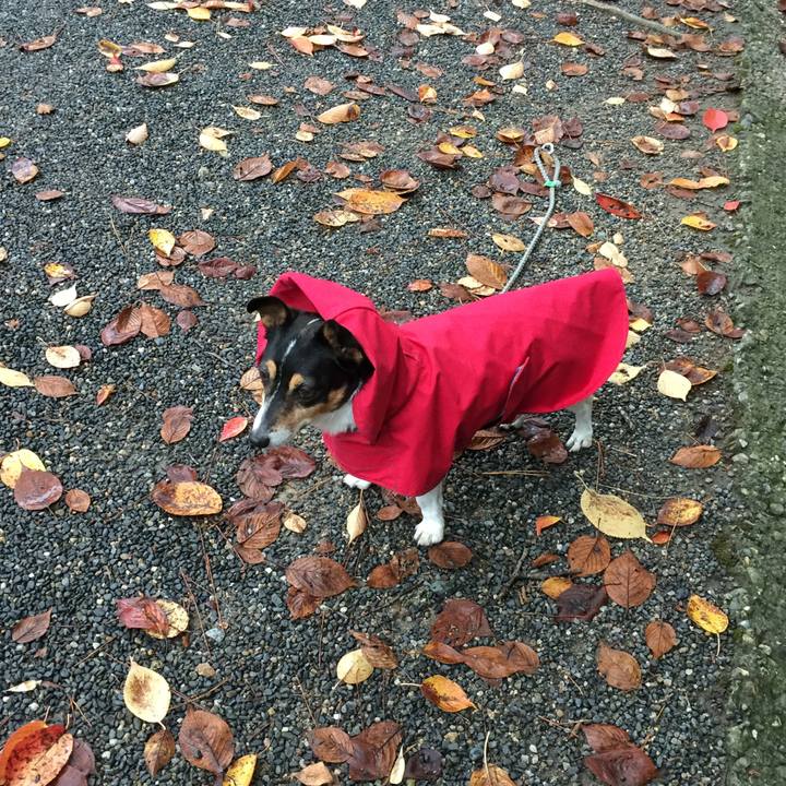 C8b30810 3956 484b 8d60 8a36d221a0e7