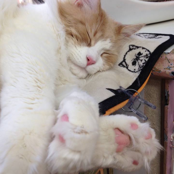 C8b80488 6a62 4d71 9798 cb86f4cbe0a6