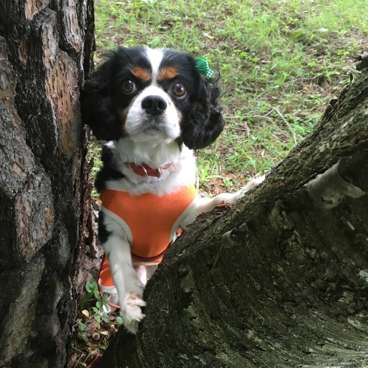 C8bfffdd 1265 4b85 baf0 67a83f489e8e