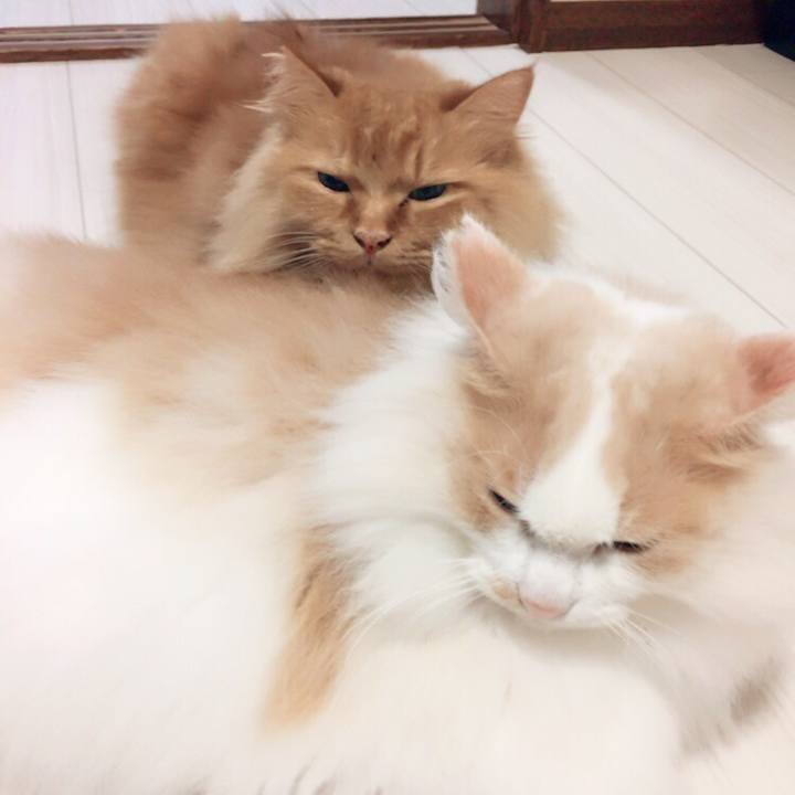 C8c2bbaa 5c6c 4cd2 a7e9 10e3c80dbdea