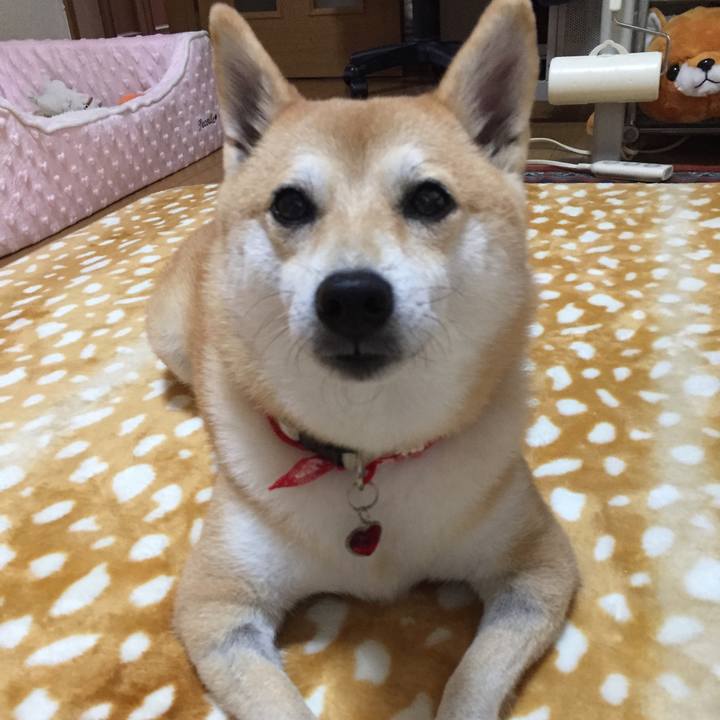 C8c404c5 28a8 4cca 9fb2 cf694bad36bc