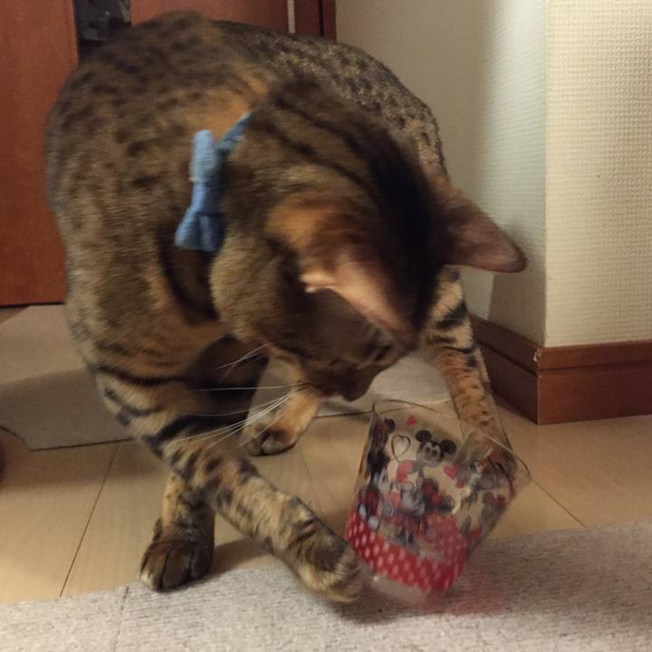 C8c4a1d9 54d8 4a0e 8901 942baaf1f774