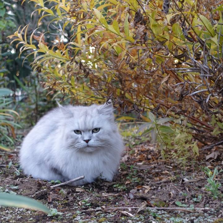 C8c6ce55 e1c6 4ea0 8906 93c691b92313