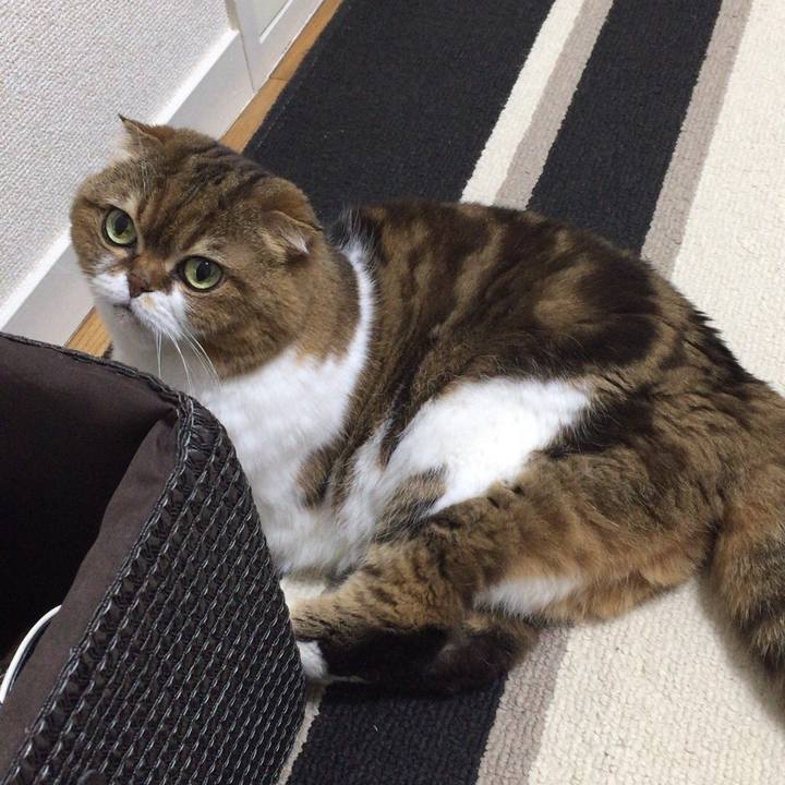 C8ccdc74 c981 4440 82fc 068e6a210919