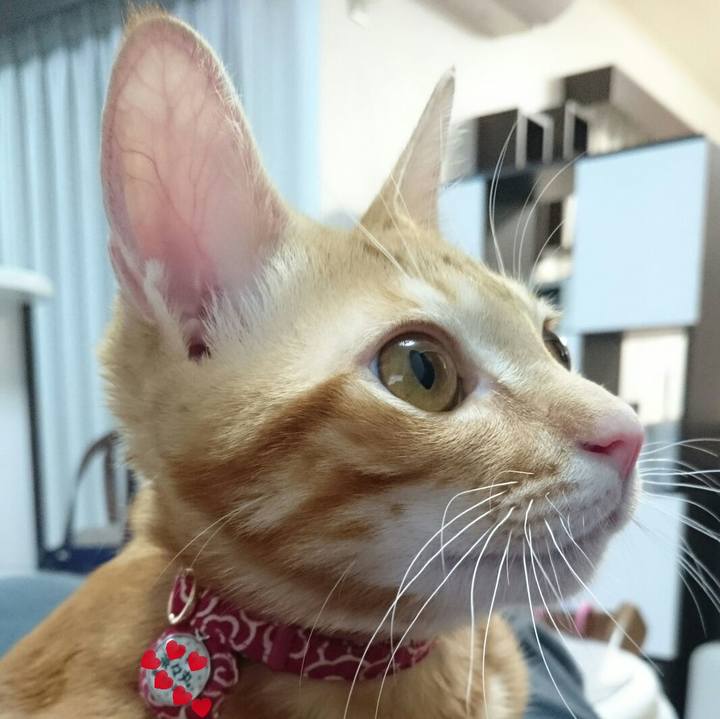 C8ccfc7e bb3f 46c0 920c 3201857cf3fc