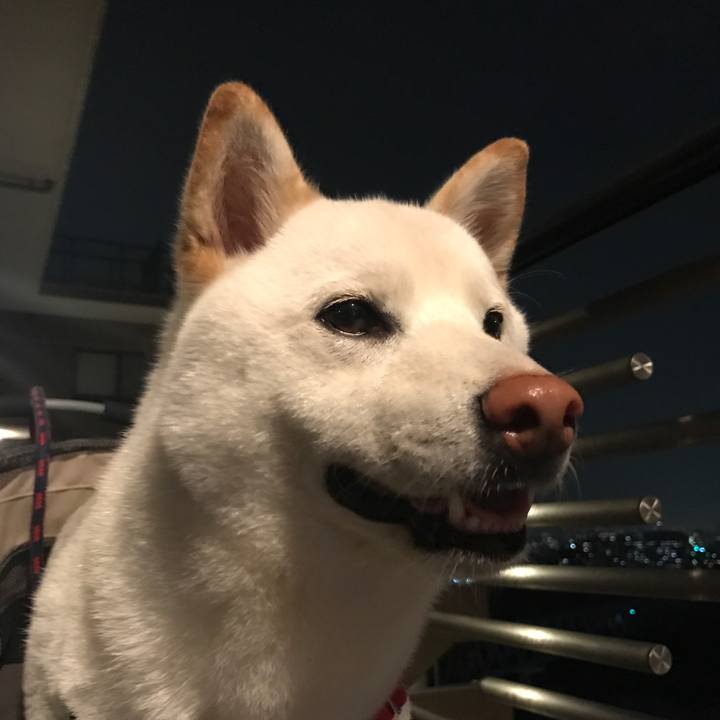 C8ce0dcb d4ab 4958 9db9 1f1be754db50