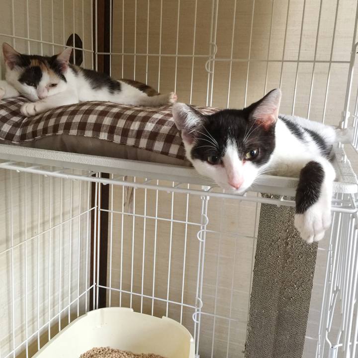 C8dcb71e 990e 4cb4 901f 0b26e3eccfea