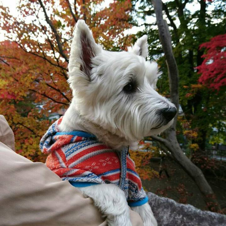 C8ded174 1988 49f8 9b50 d842297cdae4