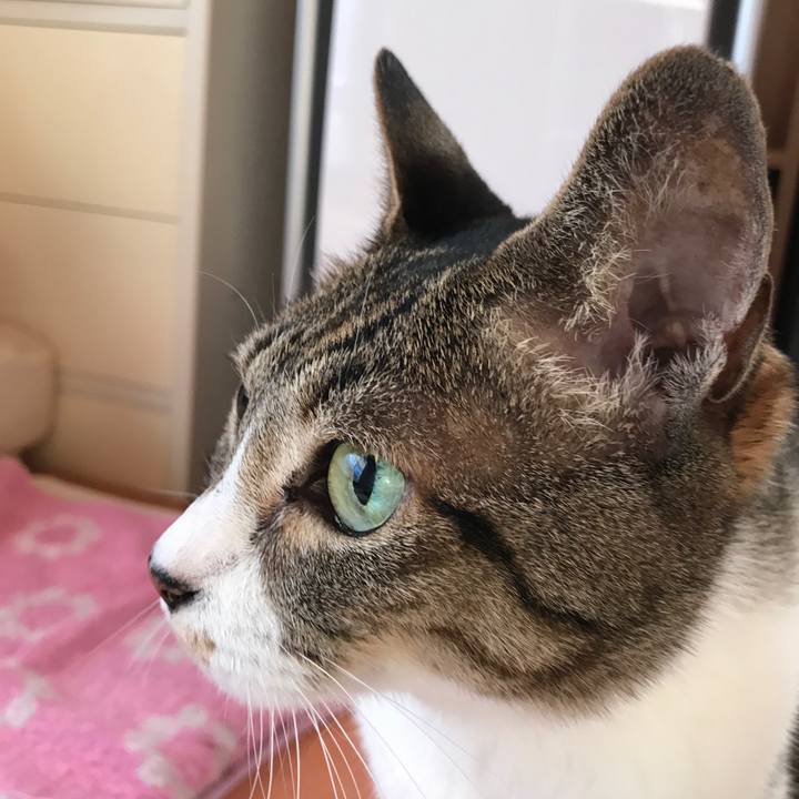 C8ec7305 f1bf 4a4f a7e5 bda377cddb30