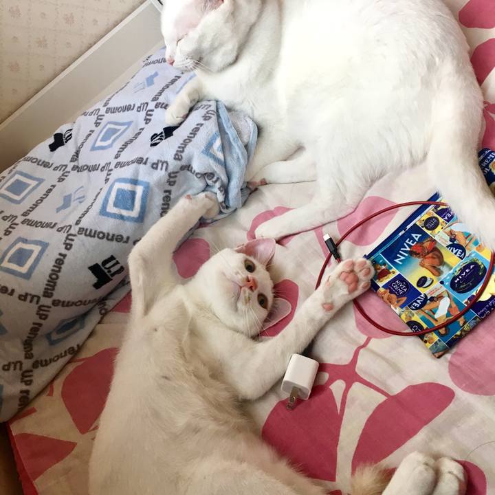 C8ed9e9c 9e60 4ec1 b7e4 0f067b03af3a