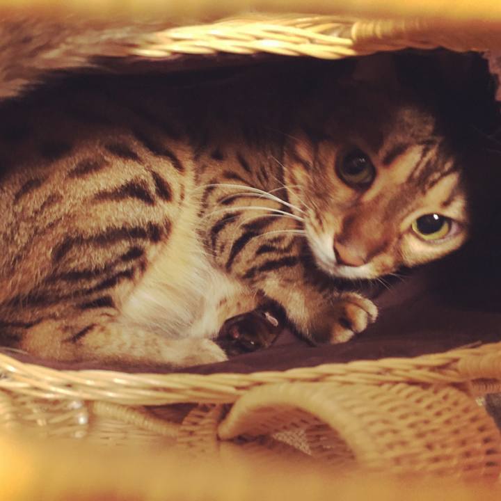 C8eff547 d4b9 4738 818b d82966eee0a3