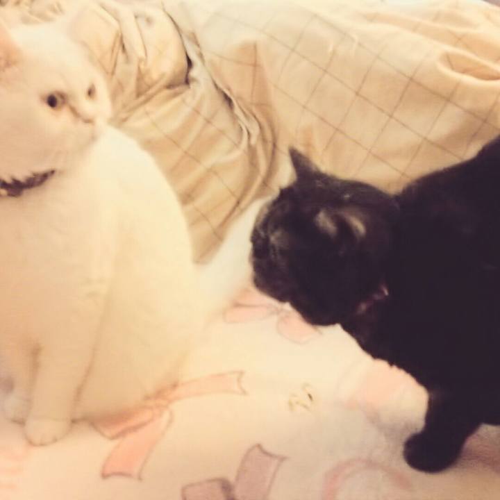 C8f019e3 0332 4abd 8c8e 62be8c7ed7fe